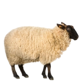 Sheep